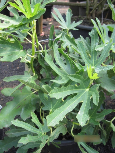 Ficus carica Dalmatie - Feige Dalmatie